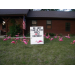 Flamingos