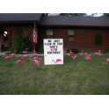 Flamingos